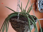 rat's-tail cactus,آپوروکاکتوس